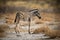 Baby plains zebra stands on salt pan