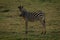 Baby plains zebra stands turning towards camera