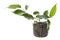 Baby plant. ficus