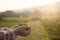 Baby plant on hand with agriculture Field background.