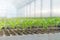 Baby plants growing inside of pots greenhouse nursery