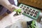 Baby plants seeding, black hole trays for agricultural seedlings.The spring planting. Early seedling , grown from seeds in boxes