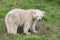 Baby polar bear