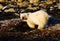 Baby polar bear digging for food