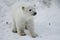 Baby Polar Bear from the Toronto Zoo