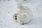 Baby Polar Bear from the Toronto Zoo