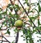 Baby Pomegranate Fruits on the tree