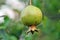 Baby Pomegranate Fruits on the tree