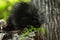 Baby Porcupine (Erethizon dorsatum) Sniffs at Fern