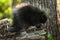 Baby Porcupine (Erethizon dorsatum) Stands on Branch