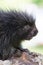 Baby porcupine portrait