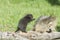 Baby porcupine reaches for his mother