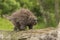 Baby Porcupine Walking