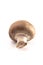 Baby Portobello Mushrooms on a White Background