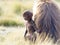 Baby portrait of Gelada Monkey Theropithecus gelada with mother Semien Mountains Ethiopia