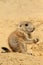 Baby prairie dog eating