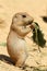 Baby prairie dog eating a leaf