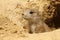 Baby prairie dog looking out of its burrow