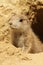 Baby prairie dog looking out of its burrow