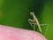 Baby Praying Mantis on a Finger