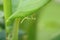 Baby Praying Mantis hanging on leaf