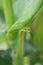 Baby Praying Mantis hanging on leaf looking at camera