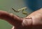 Baby praying mantis walking along the hand of a sixty-three year-old female Korean tourist on Maui, Hawaii.