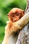 Baby Proboscis Monkey clinging to a tree