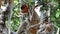 Baby Proboscis monkey Nasalis larvatus playing in a tree in Labuk Bay, Sabah, Borneo, Malaysia