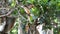 Baby Proboscis monkey Nasalis larvatus playing in a tree in Labuk Bay, Sabah, Borneo, Malaysia