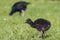 Baby Pukeko Australasian swamphen