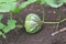 Baby pumpkin growing in the garden during the summer. Young pumpkin grown in the garden.