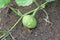 Baby pumpkin growing in the garden during the summer. Young pumpkin grown in the garden.