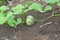 Baby pumpkin growing in the garden during the summer. Young pumpkin grown in the garden.