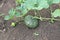 Baby pumpkin growing in the garden during the summer. Young pumpkin grown in the garden.