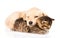 Baby puppy dog and little kitten sleeping together. isolated