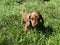 Baby Puppy looking at camera, standing outside in Grass yard