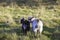 Baby pygmy goats.