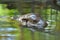 Baby pygmy hippopotamus