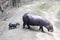 Baby Pygmy hippopotamus and mother