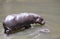 Baby Pygmy hippopotamus and mother