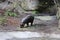 Baby Pygmy Hippos Grazing