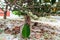 Baby quokka eating ficus leaf on Rottnest Island