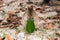 Baby quokka eating ficus leaf on Rottnest Island