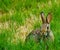 Baby Rabbit eating