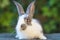 baby rabbit on green background looks at the camera. white with grey bunny is symbol of Easter. farm animals.