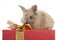 Baby rabbit on a present