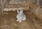 Baby Rabbit. Raising & breeding baby rabbit on the farm in the wooden cage