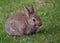 Baby Rabbit resting on grass in public campsite.