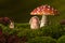 Baby rabbit sleeping in toadstool backdrop